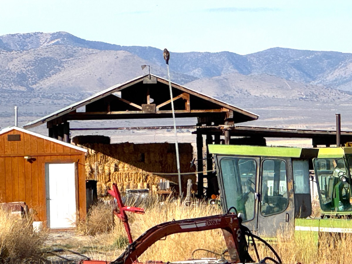 rødstjertvåk - ML645905326