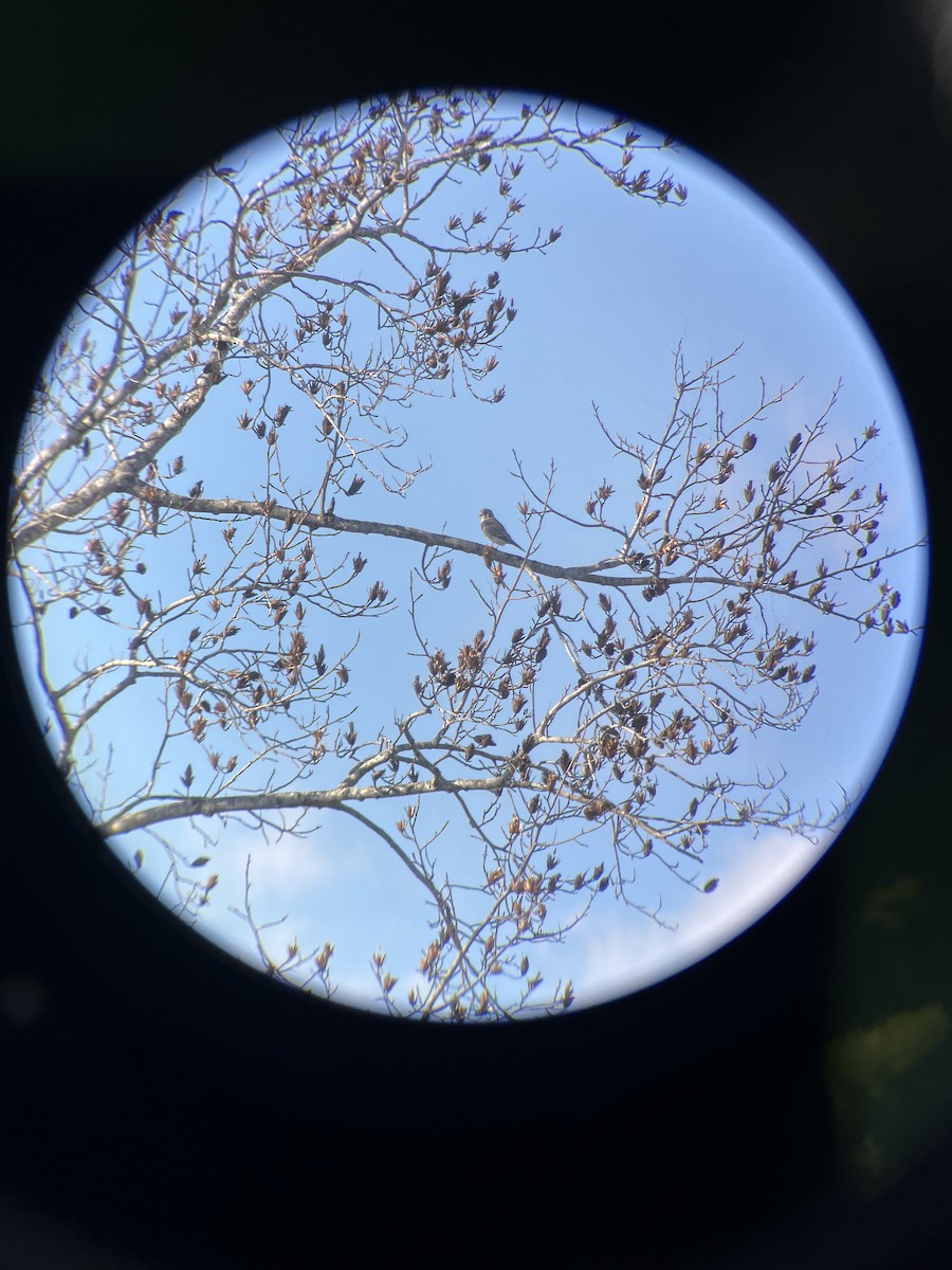 American Kestrel - ML645905329