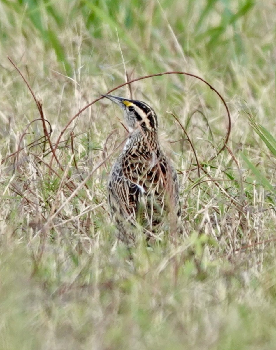 Eastern Meadowlark - ML645905337