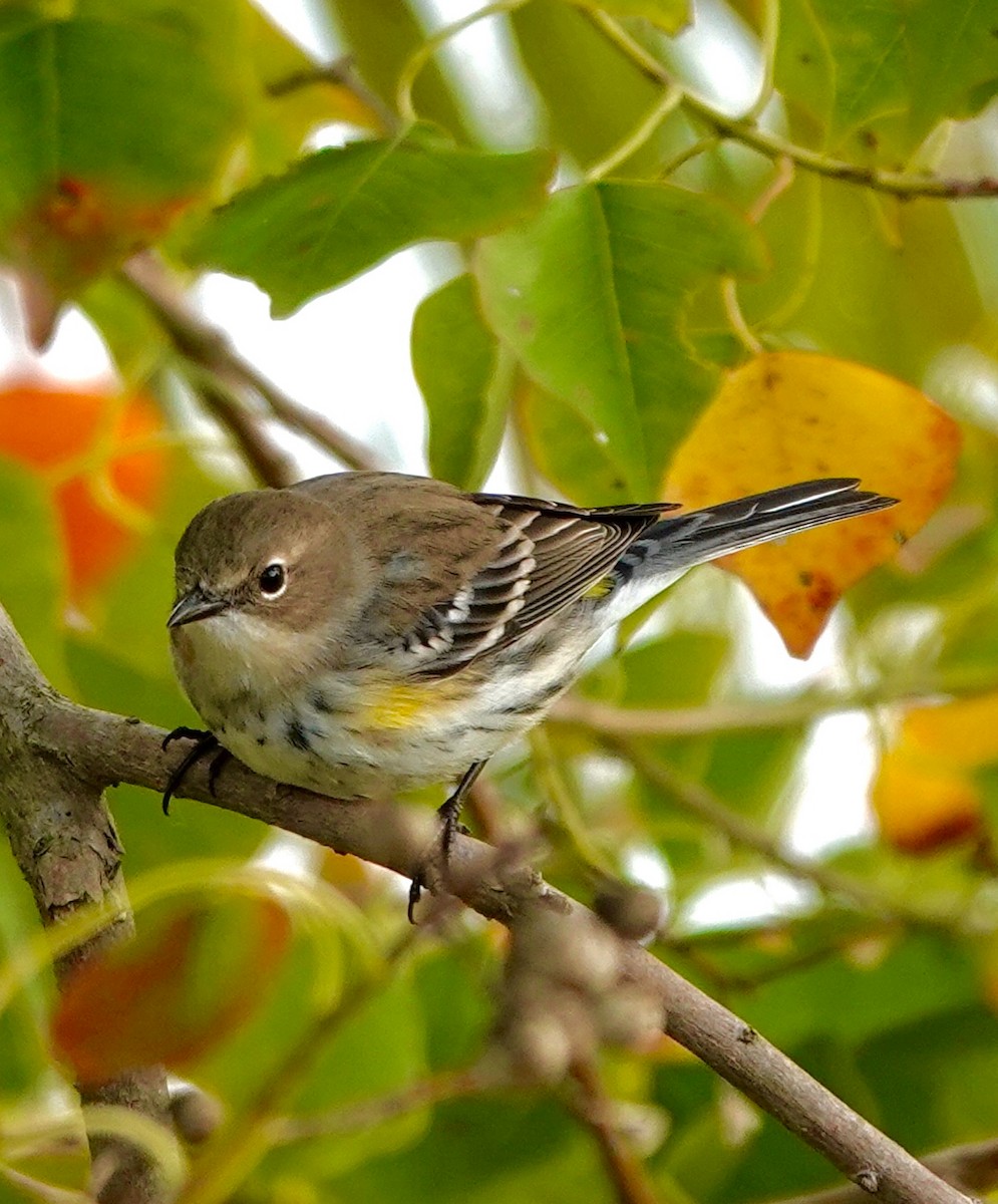 lesňáček žlutoskvrnný - ML645905338