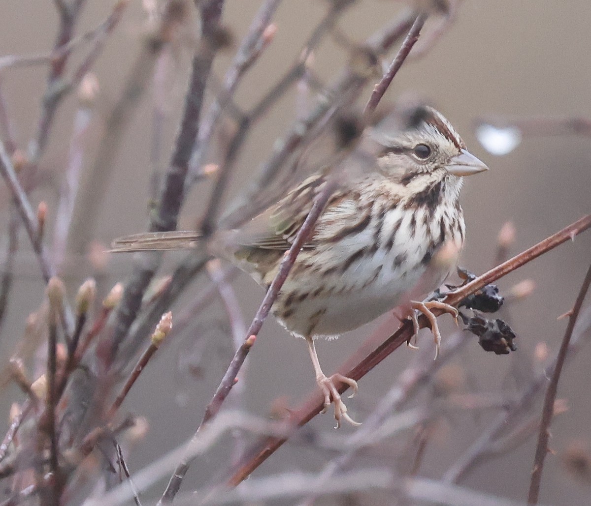 Song Sparrow (melodia/atlantica) - ML645905368
