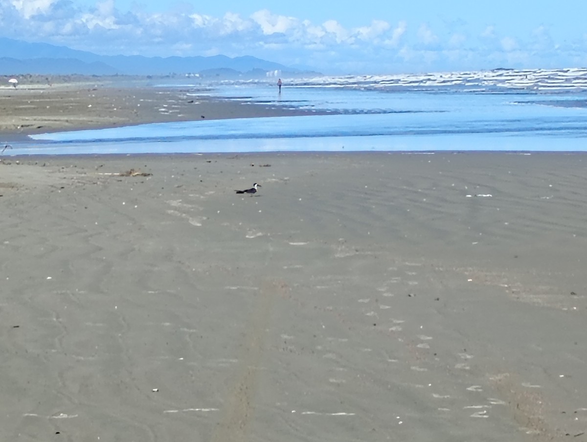 Black Skimmer - ML645905373