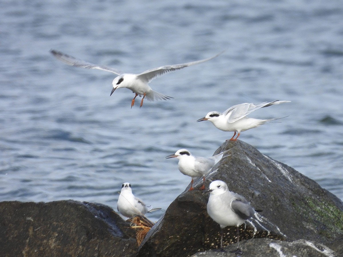 メリケンアジサシ - ML645905375