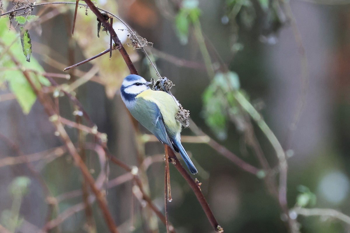 sýkora modřinka - ML645905384