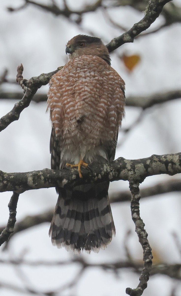 Cooper's Hawk - ML645905386