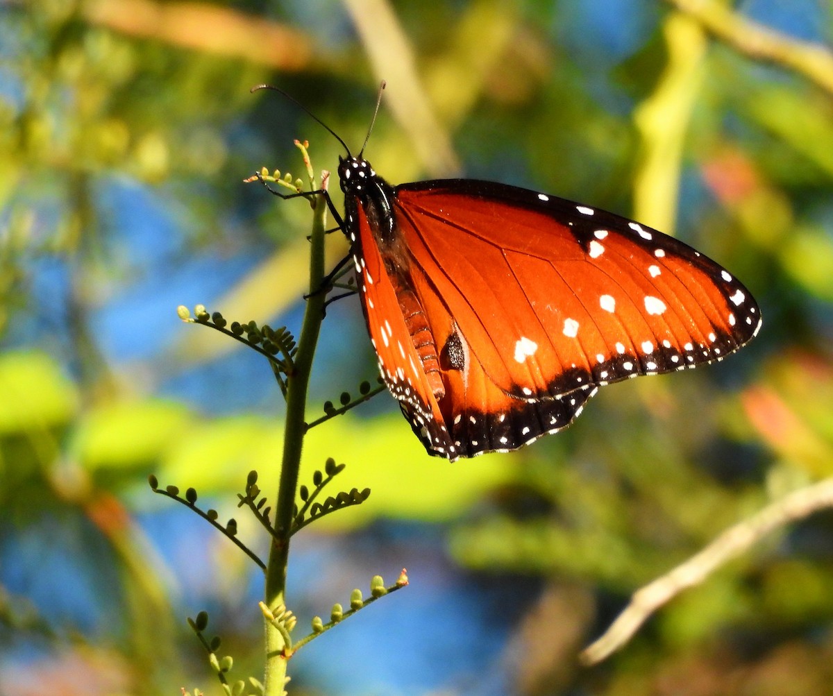 Insects - ML645905402