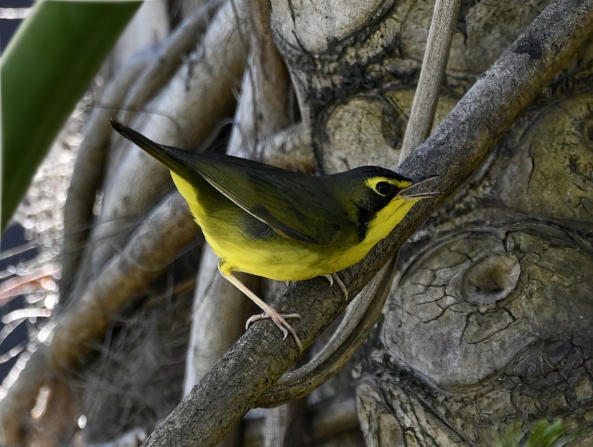 Kentucky Warbler - ML645905403