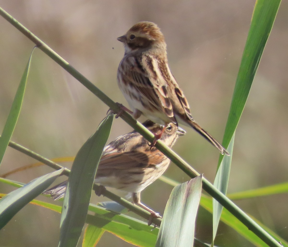 Reed Bunting - ML645905411