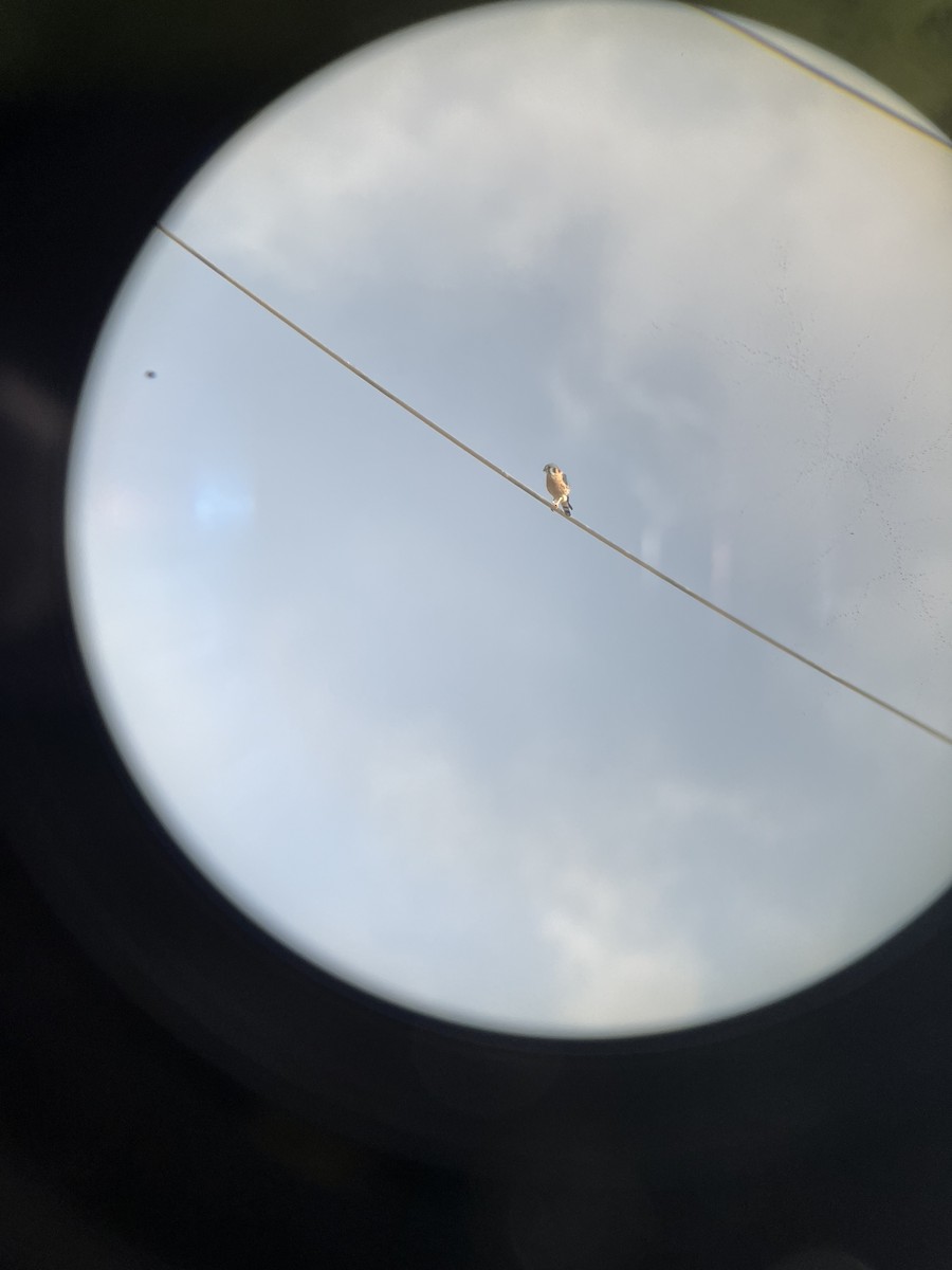 American Kestrel - ML645905412