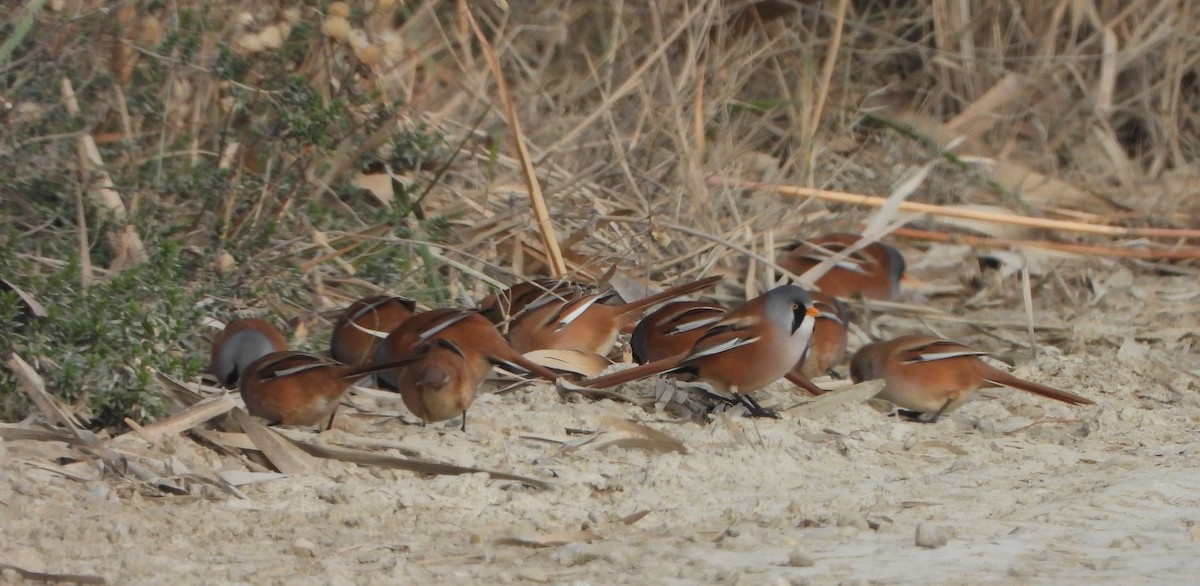 Bearded Reedling - ML645905417