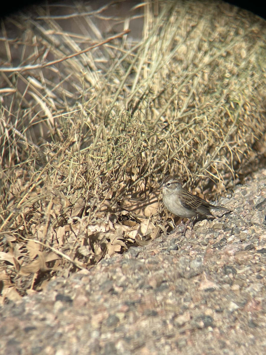 Chipping Sparrow - ML645905418