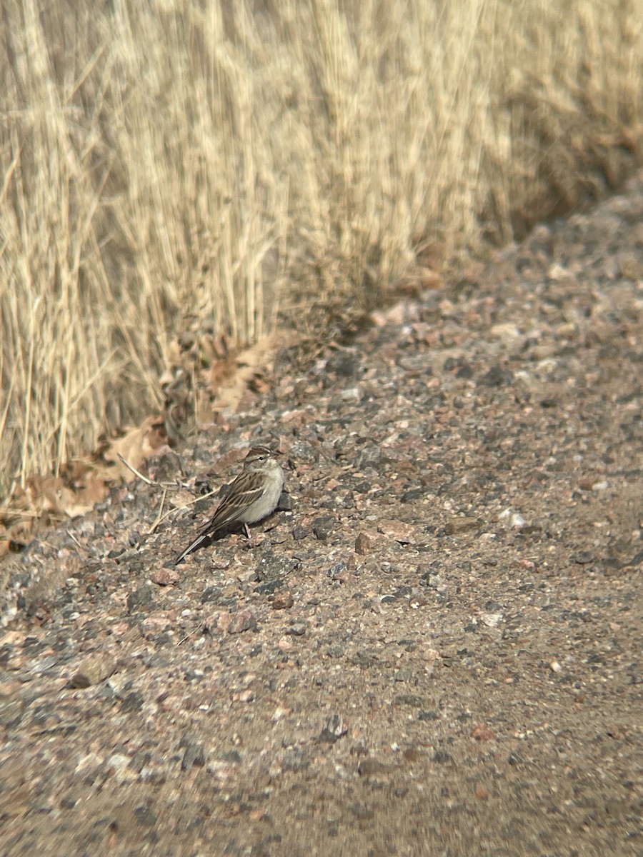Chipping Sparrow - ML645905419