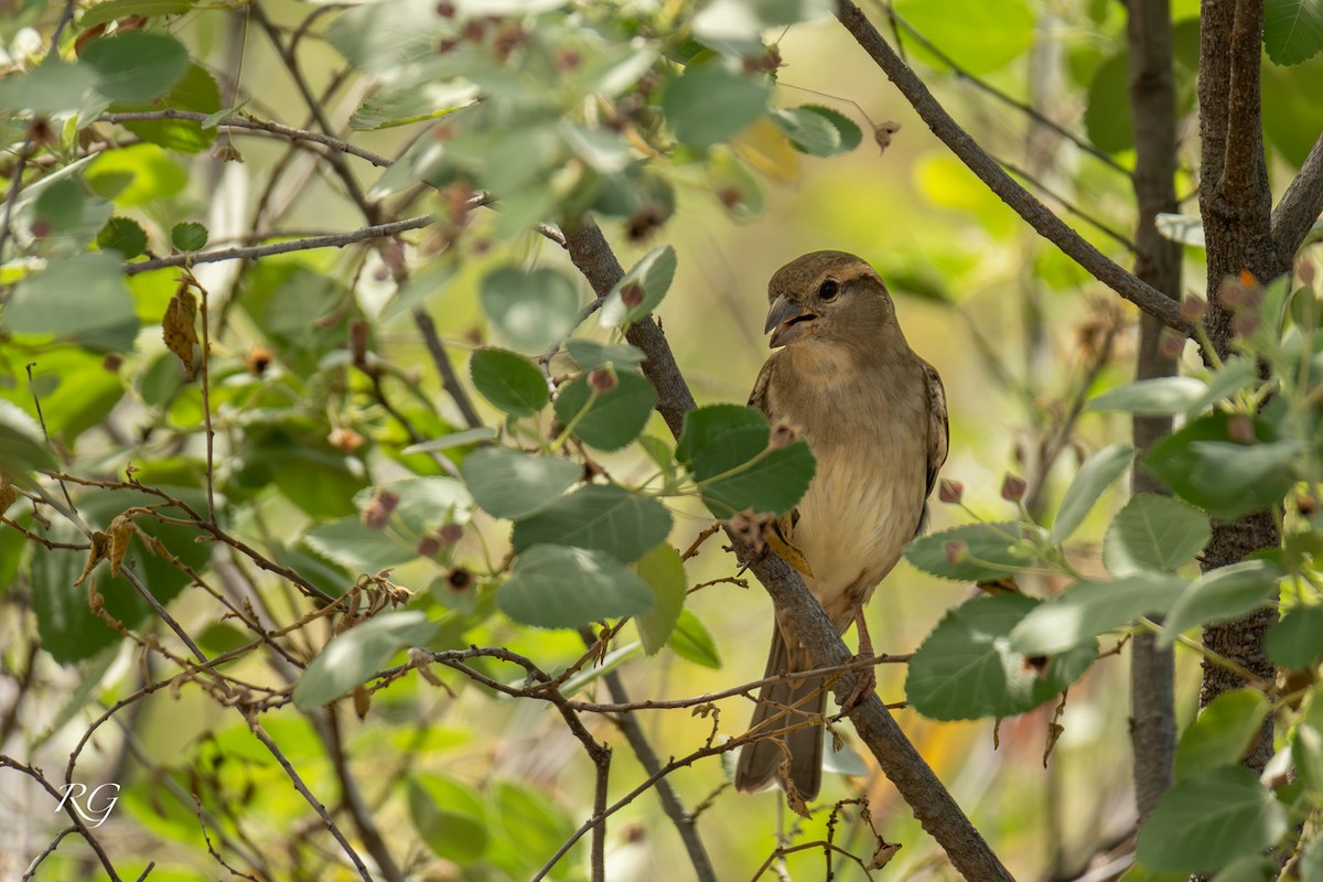 House Sparrow - ML645905421