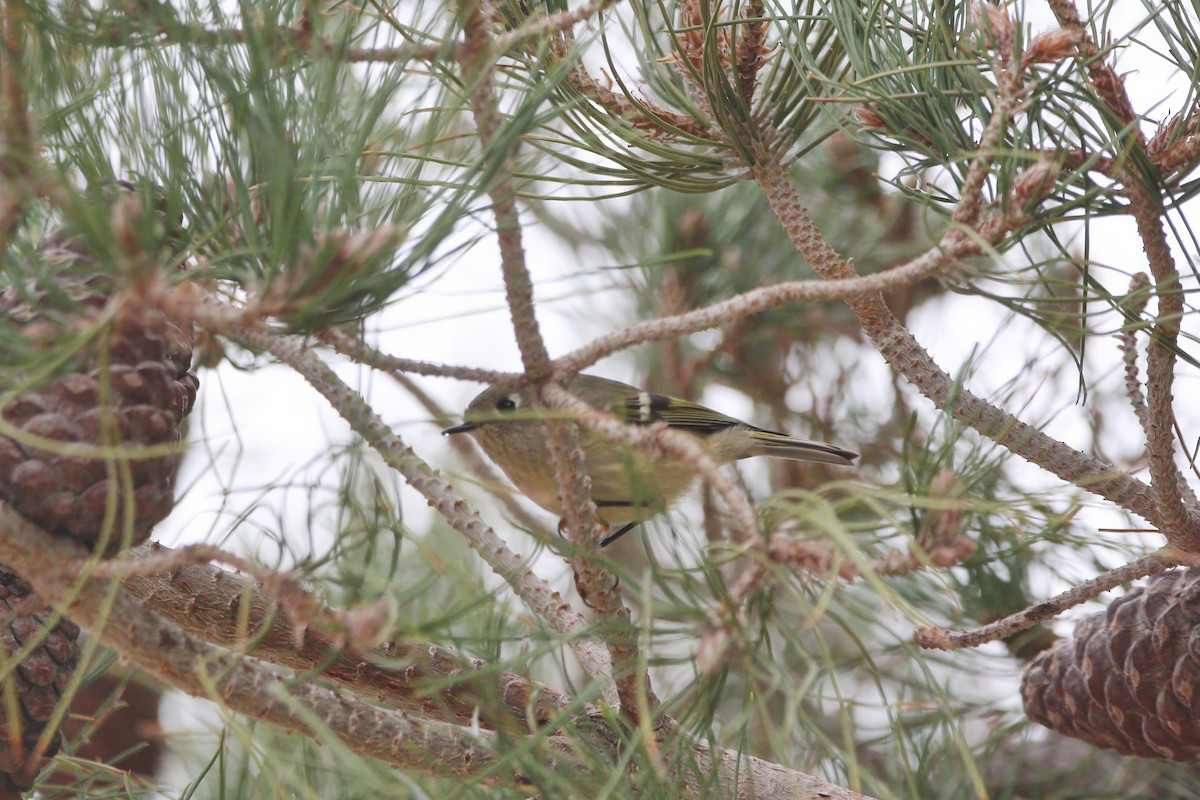 Ruby-crowned Kinglet - ML645905456