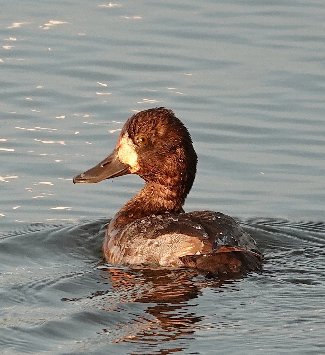 polák vlnkovaný - ML645905457