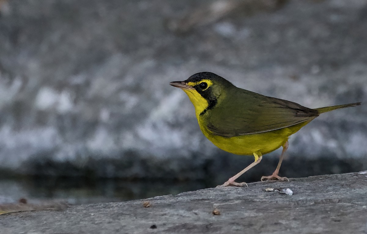 Kentucky Warbler - ML645905464