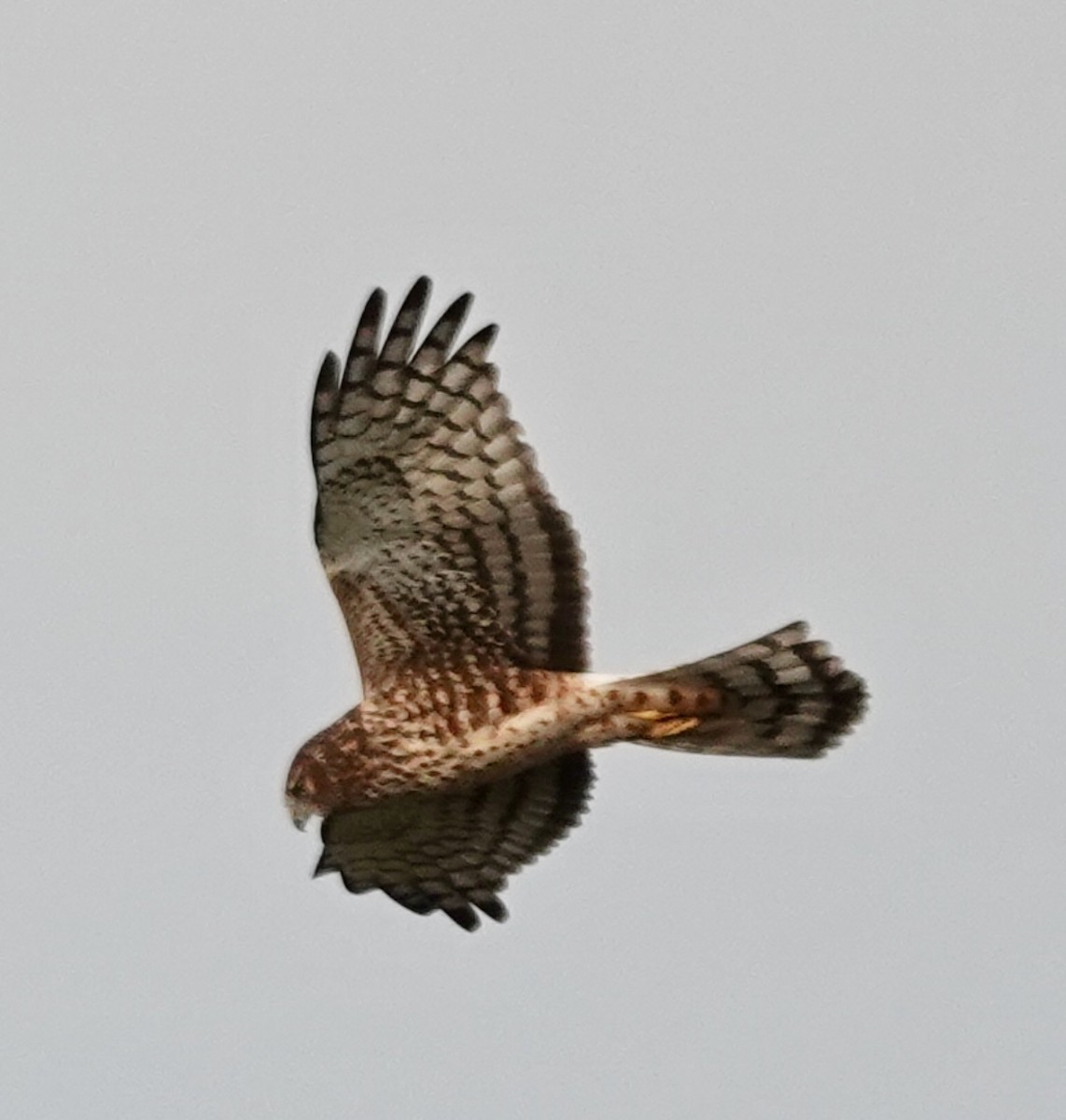 moták severoamerický - ML645905468