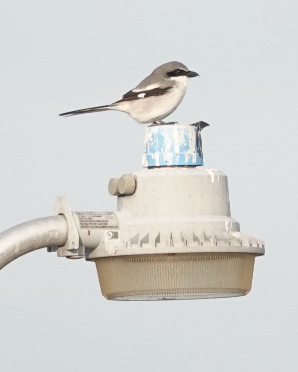 ťuhýk americký - ML645905478