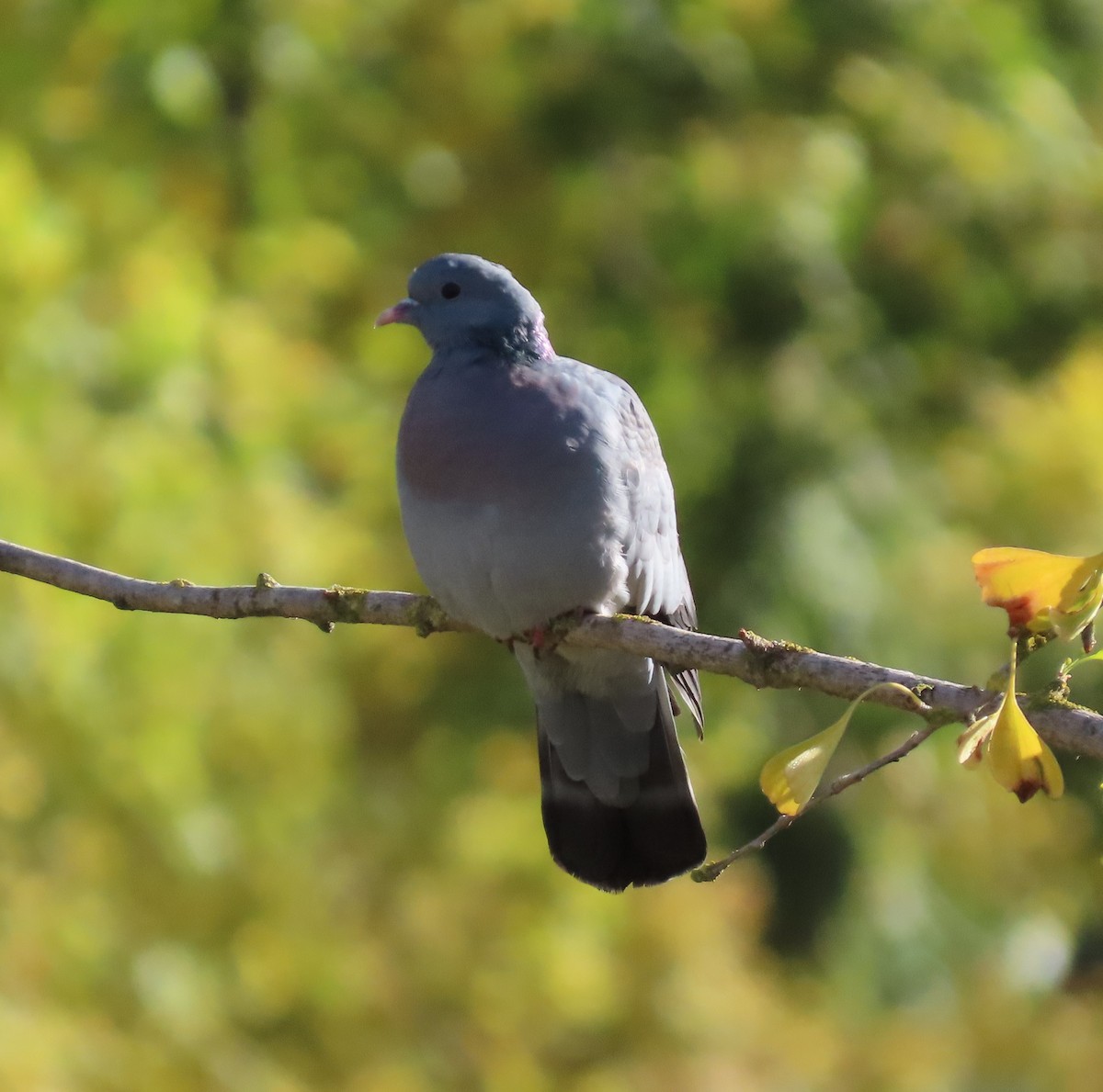 Stock Dove - ML645905488