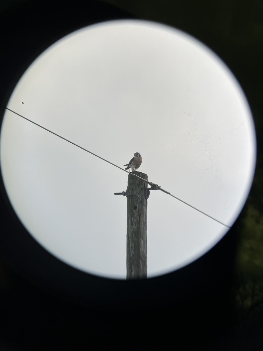 American Kestrel - ML645905493