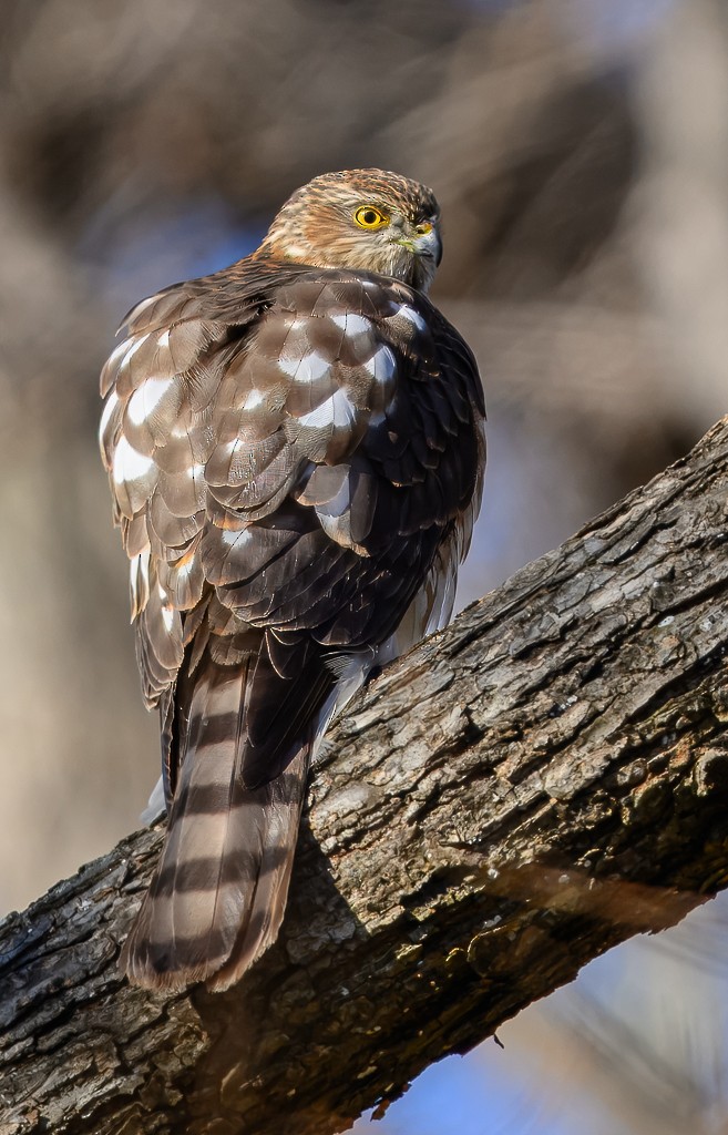 Sharp-shinned Hawk - ML645905494