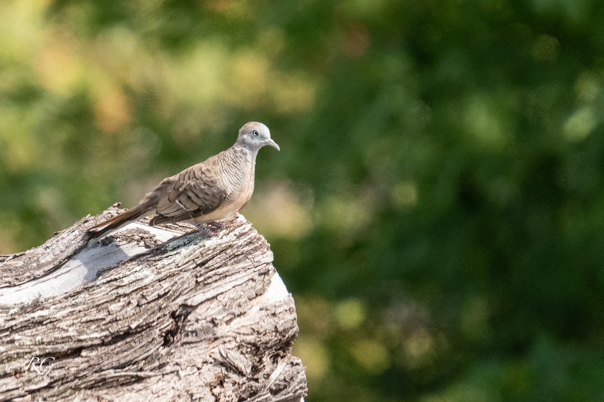 Zebra Dove - ML645905495