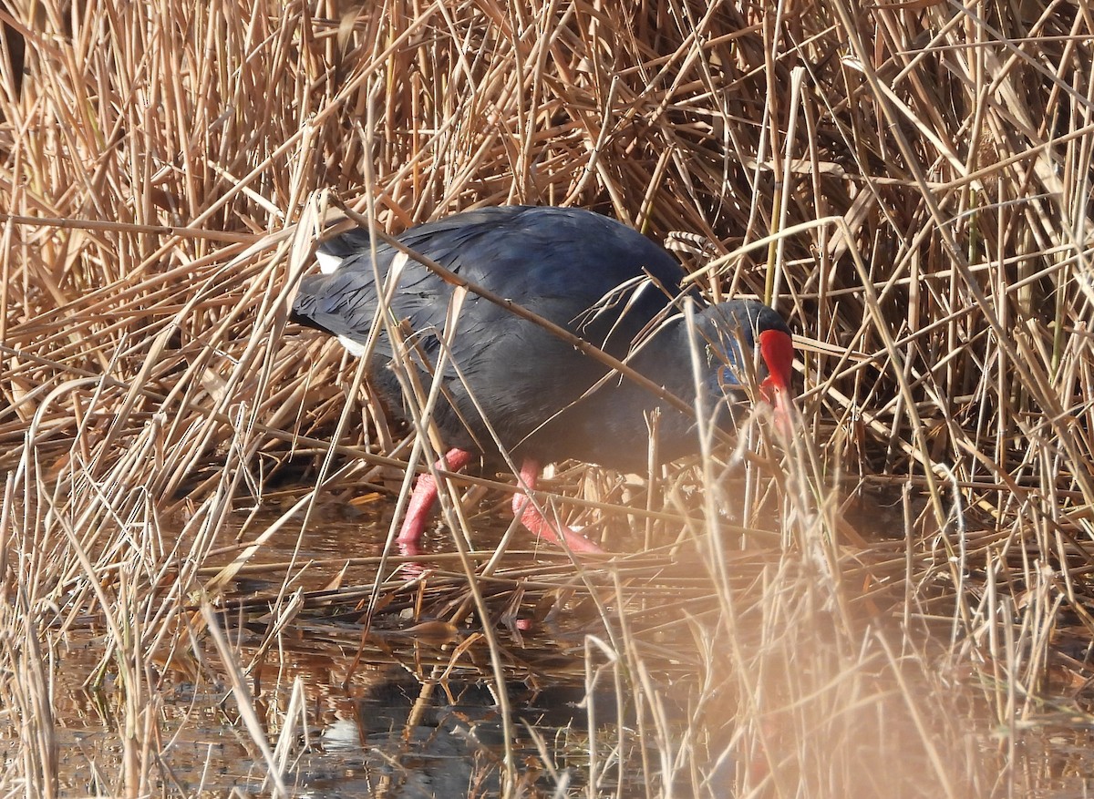 Western Swamphen - ML645905496