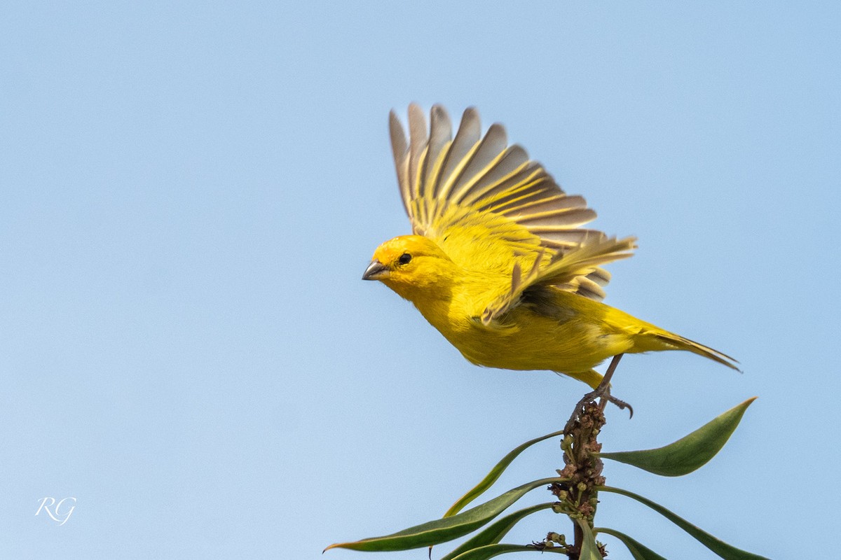 Saffron Finch - ML645905505