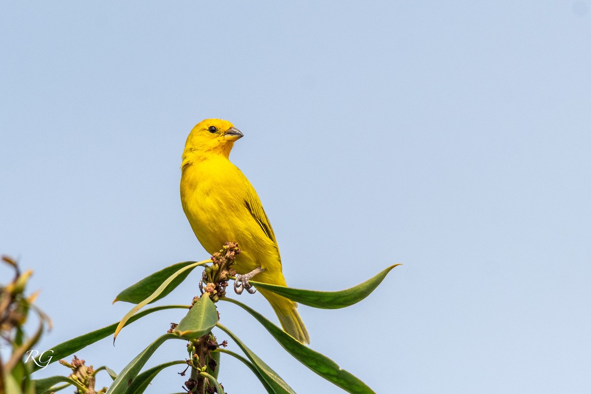 Saffron Finch - ML645905511