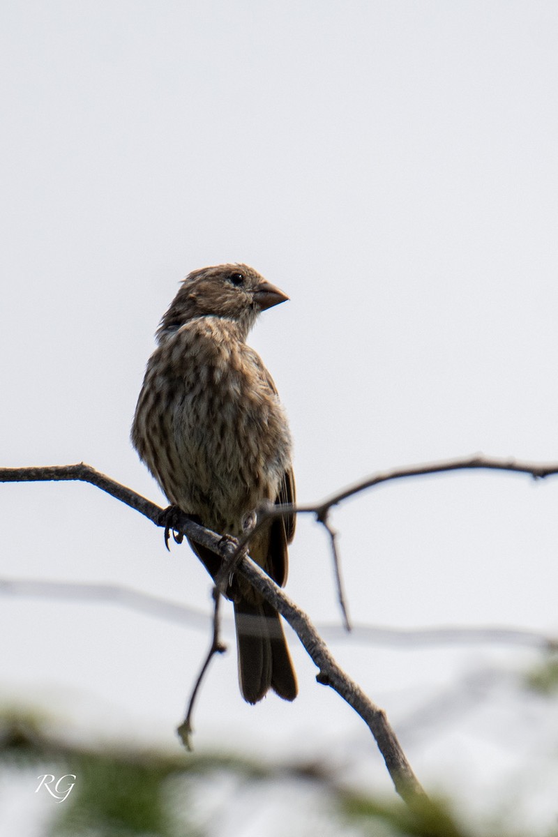 House Finch - ML645905519