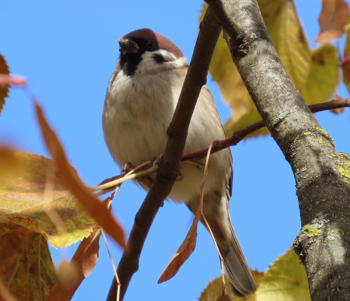 Eurasian Tree Sparrow - ML645905521