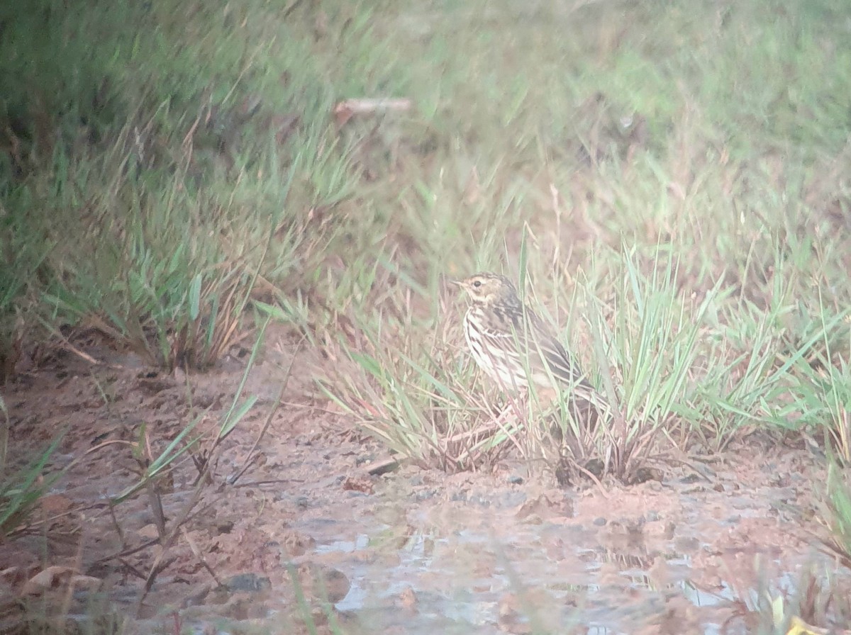Red-throated Pipit - ML645905522