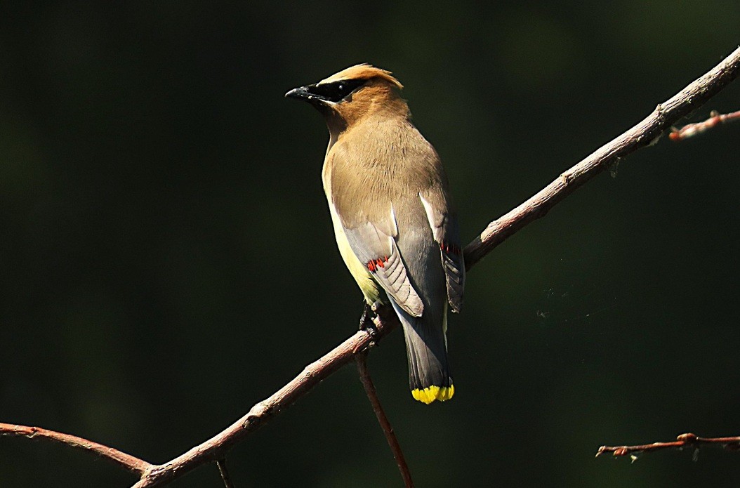 brkoslav americký - ML645905523