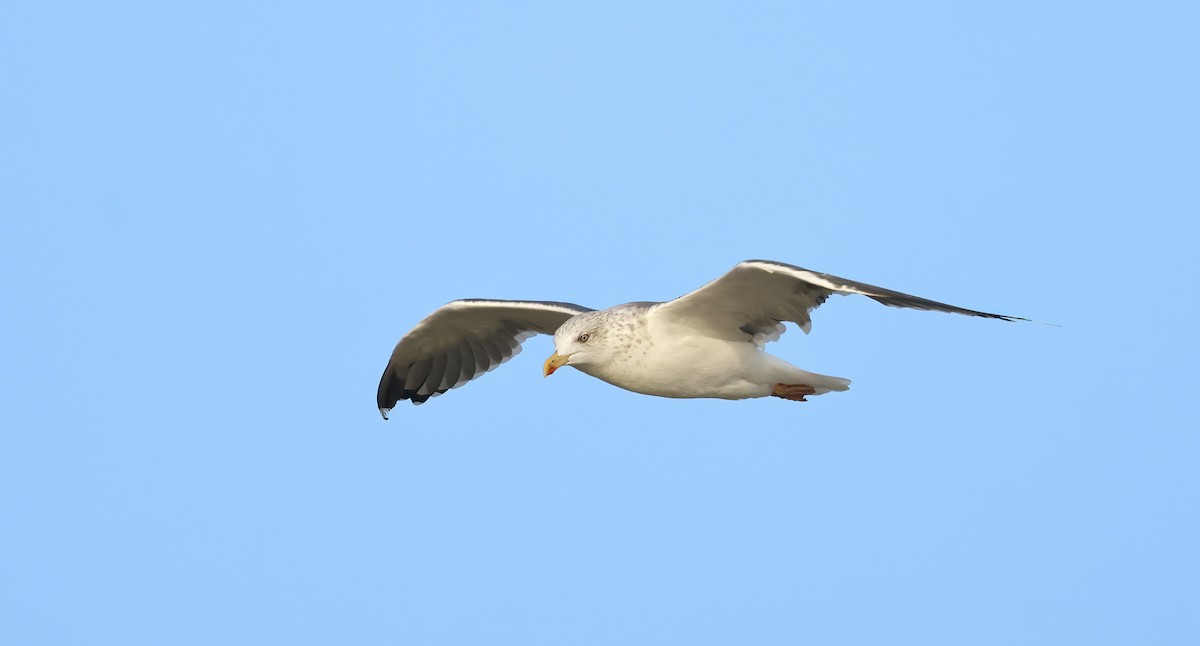 ニシセグロカモメ - ML645905532