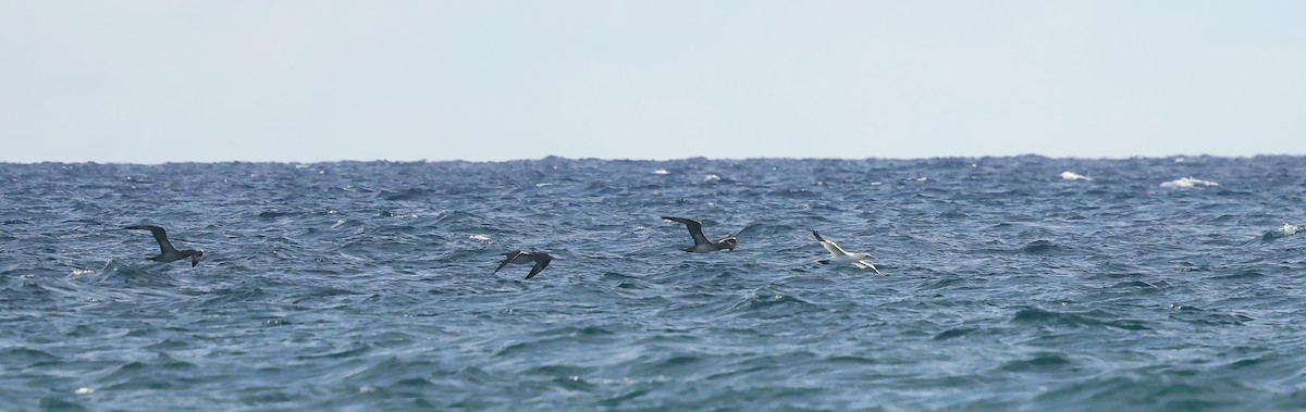 Northern Gannet - ML645905544