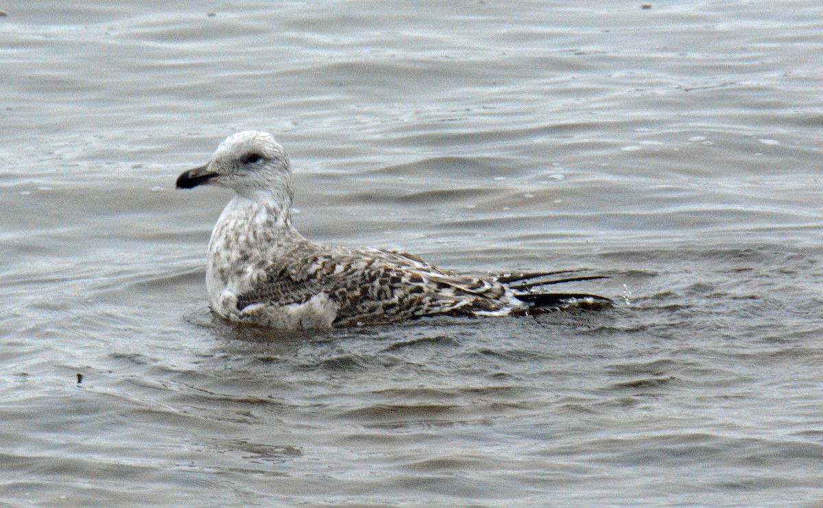 Gavión Atlántico - ML645905558
