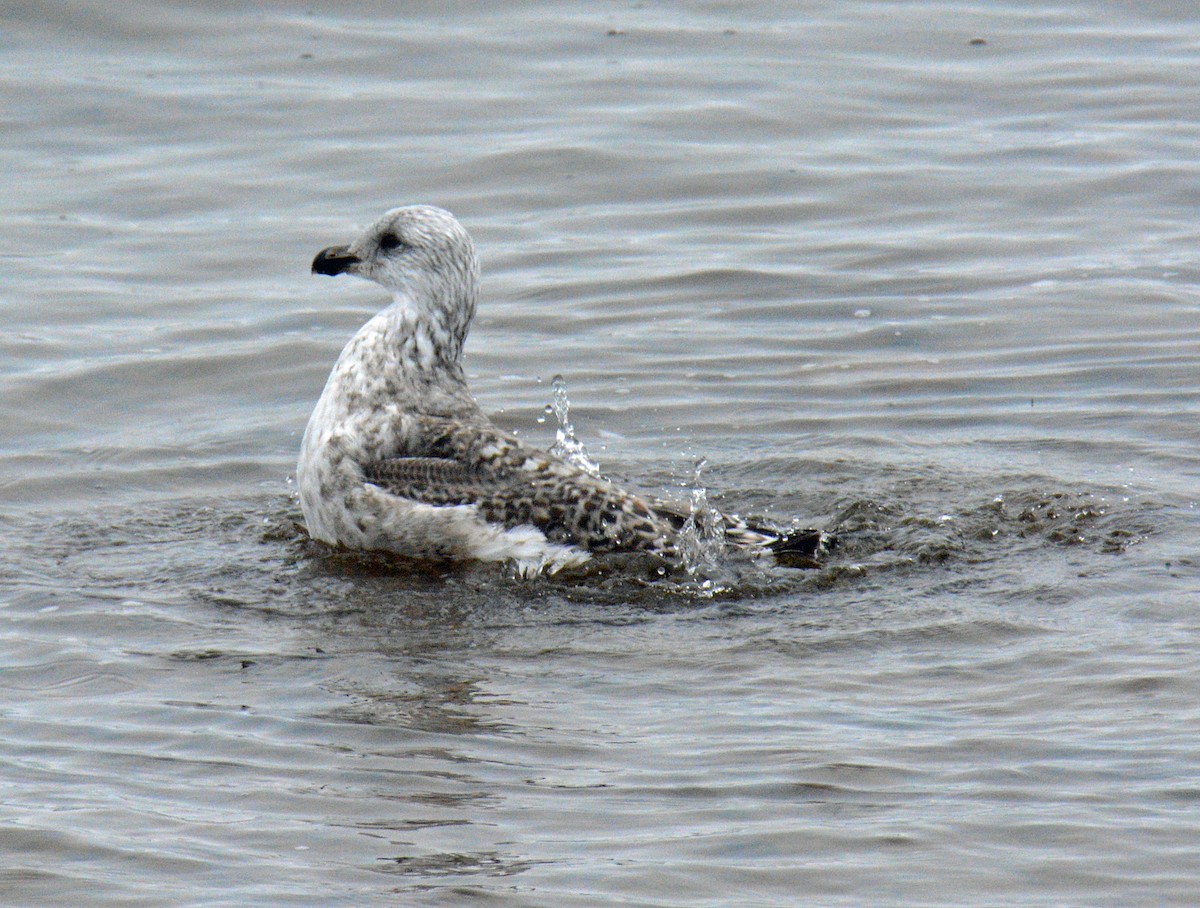 Gavión Atlántico - ML645905559