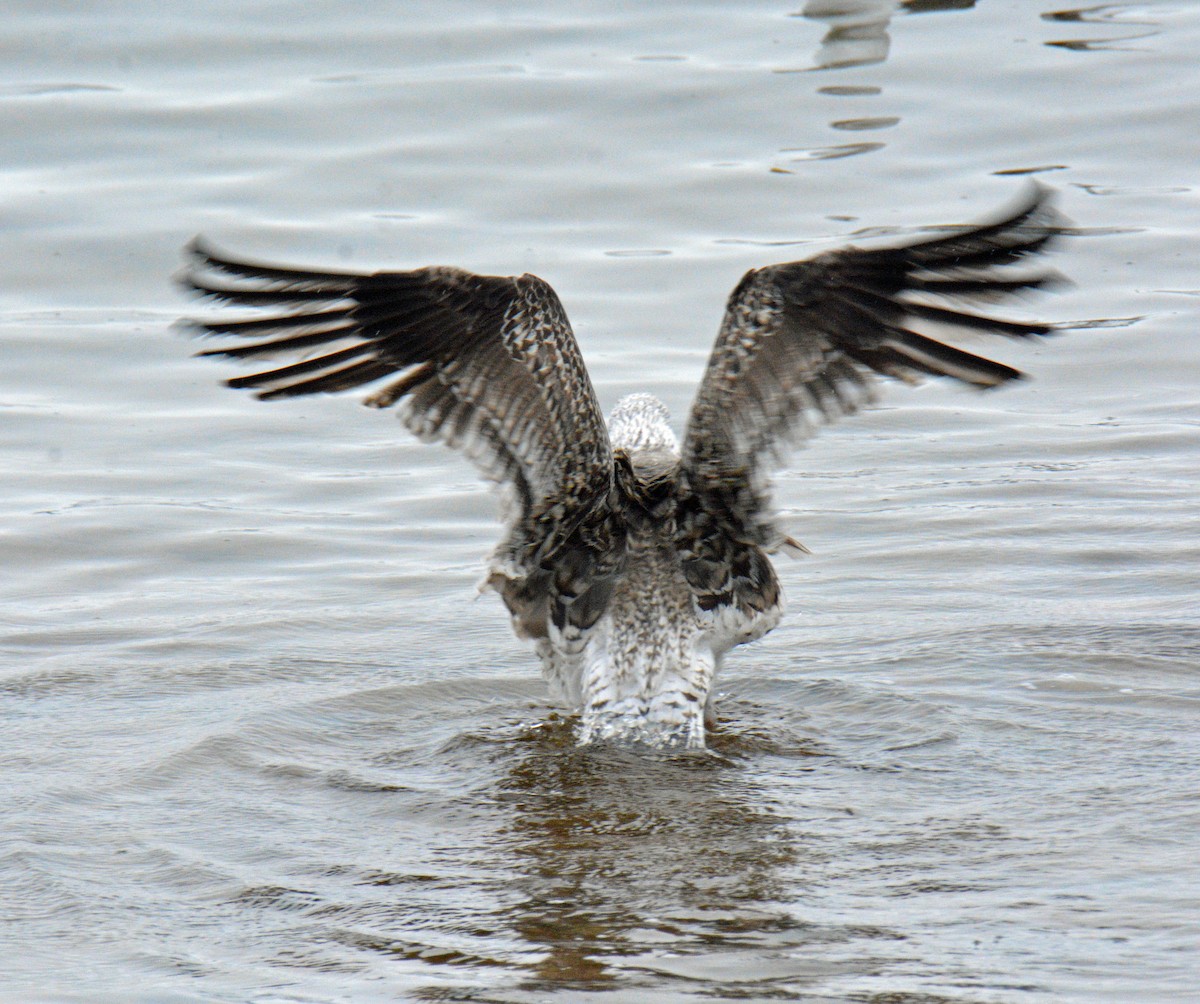 Gavión Atlántico - ML645905562