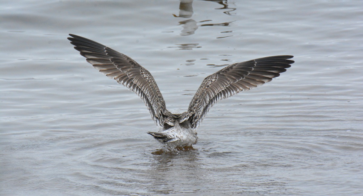 Gavión Atlántico - ML645905563