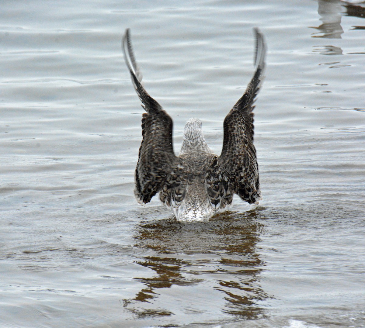 Gavión Atlántico - ML645905564