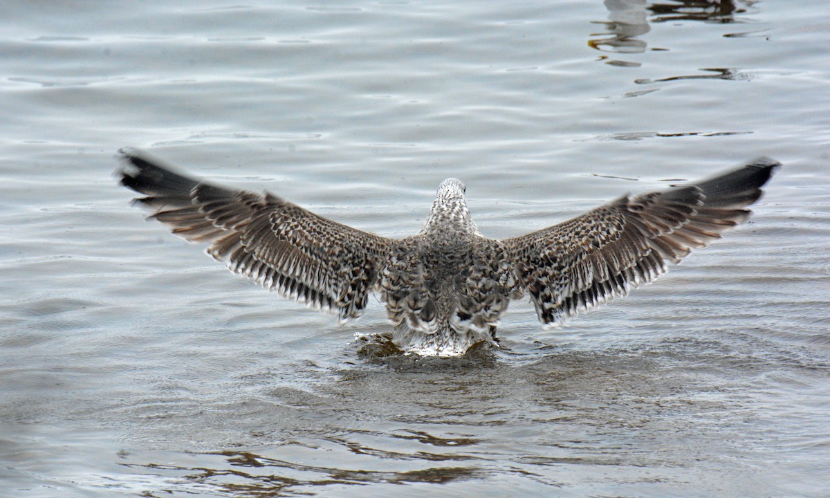 Gavión Atlántico - ML645905572