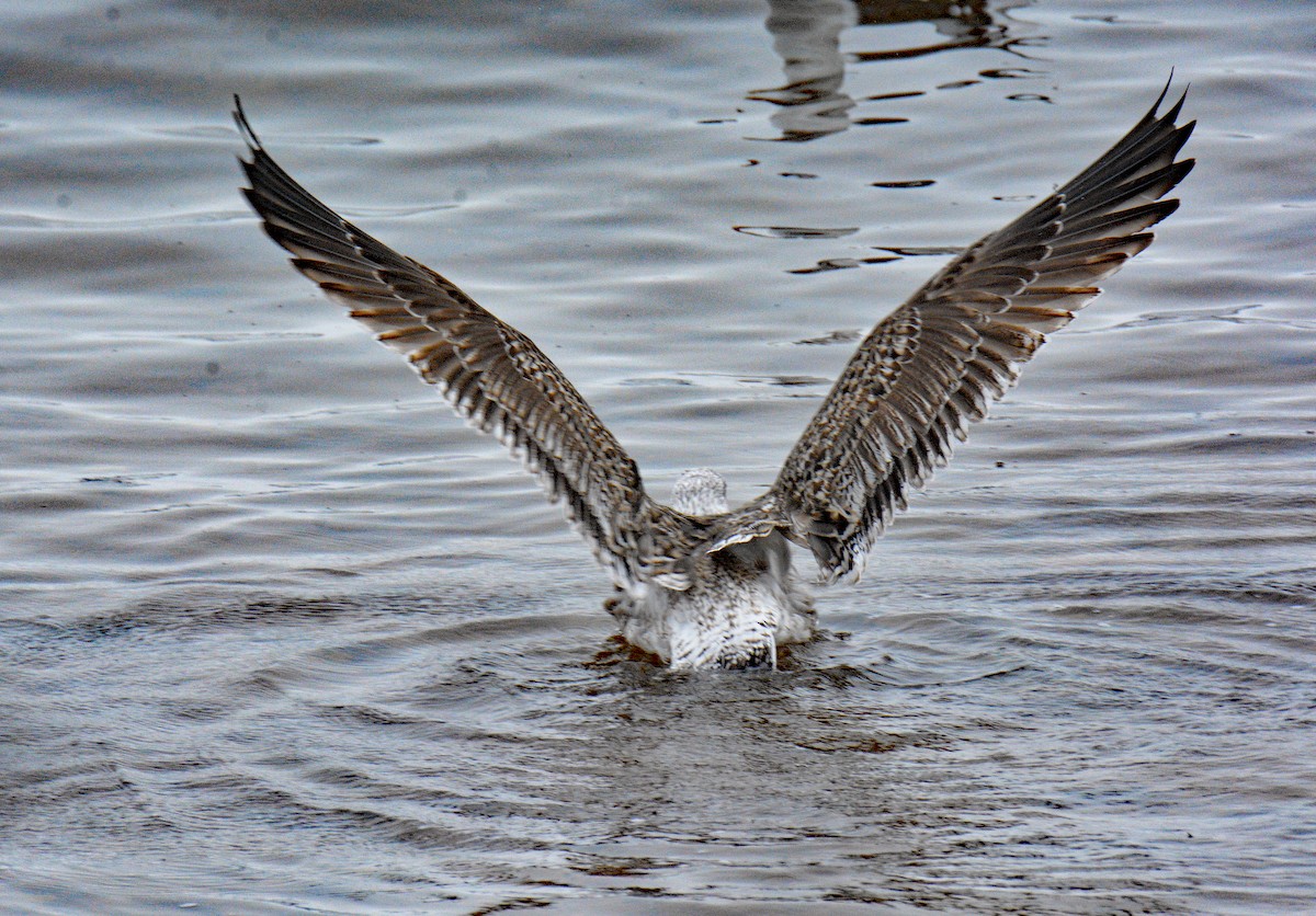 Gavión Atlántico - ML645905575