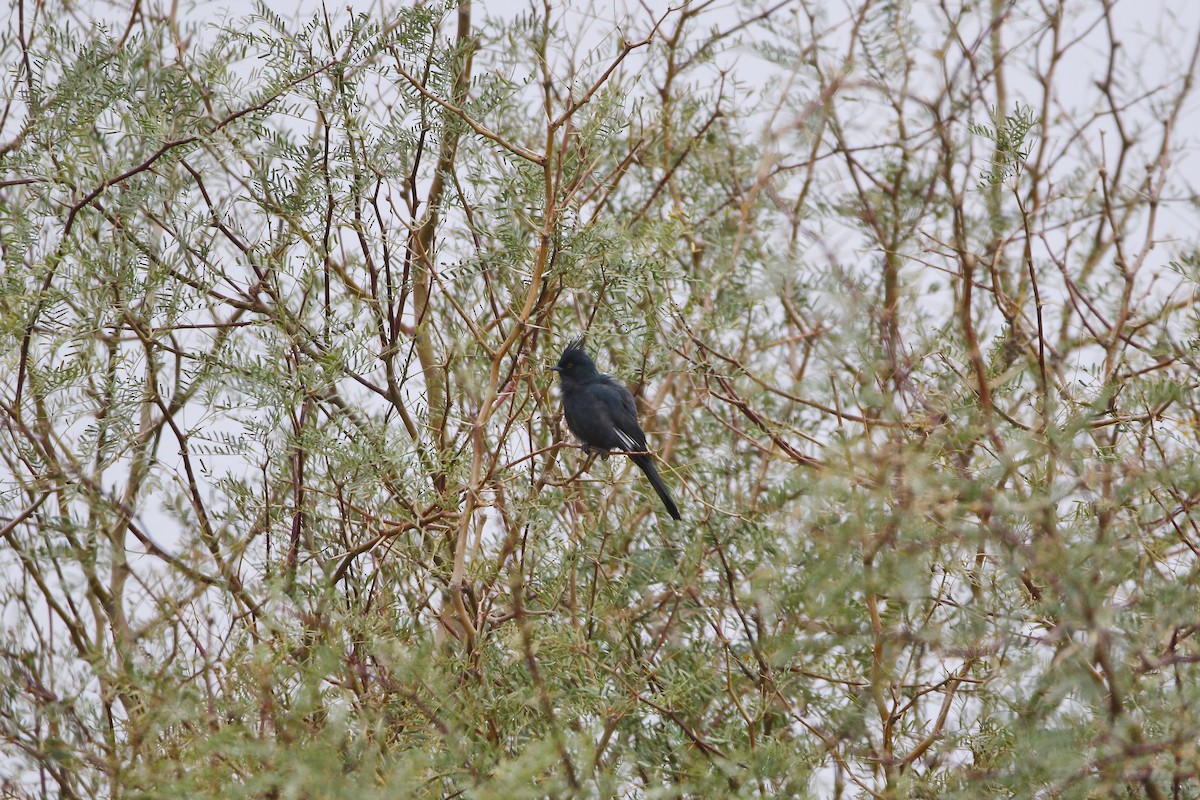 Phainopepla - ML645905581