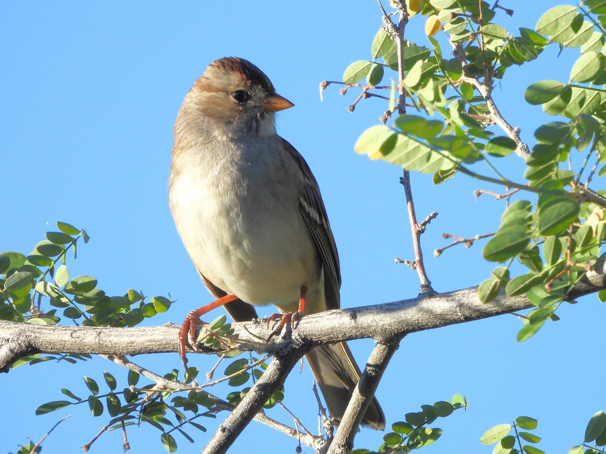 White-crowned Sparrow - ML645905594