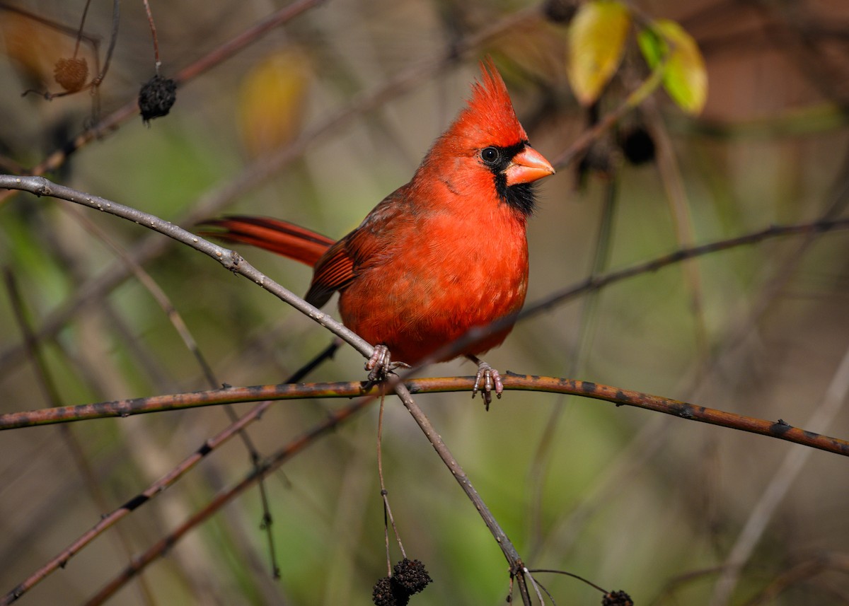 Northern Cardinal - ML645905613