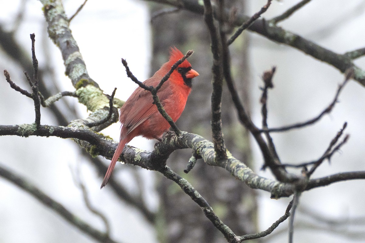 Northern Cardinal - ML645905615