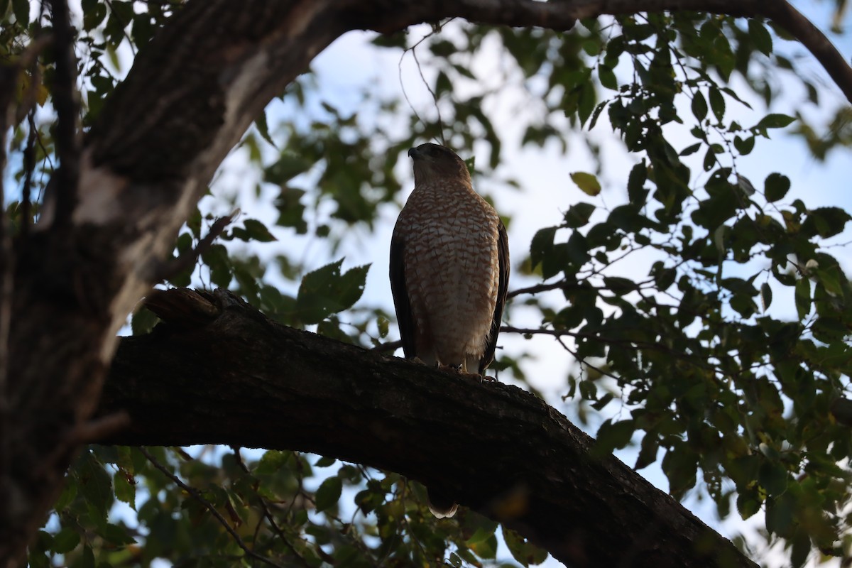 Cooper's Hawk - ML645905631