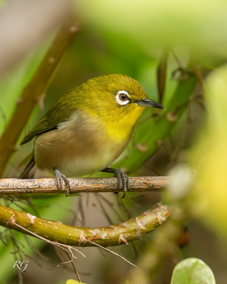 Warbling White-eye - ML645905632