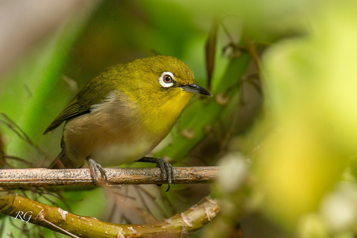 Warbling White-eye - ML645905634