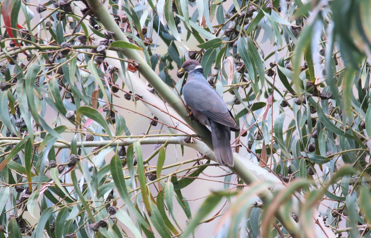 Band-tailed Pigeon - ML645905638